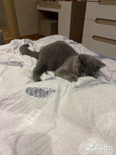 Котенок британский
