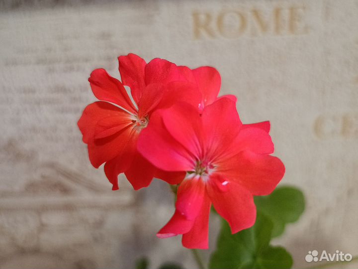 Пеларгония