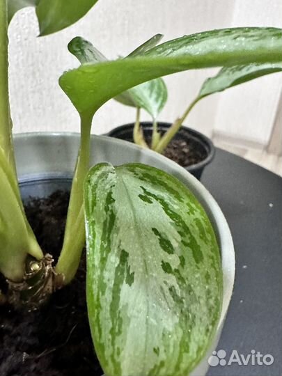 Комнатные цветы Аглаонема Сильвер Бей