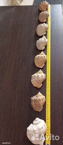 Морские раковины, камни, кораллы