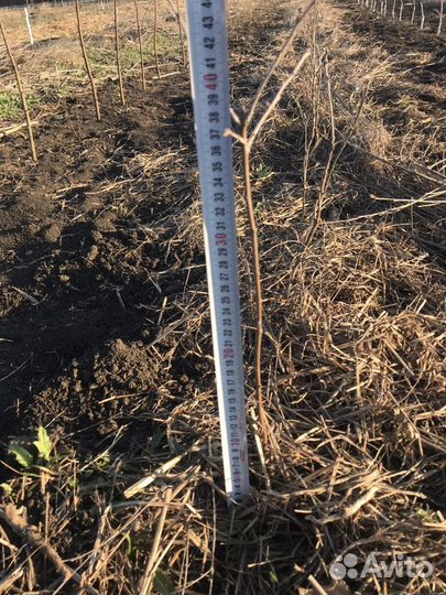 Дуб красный