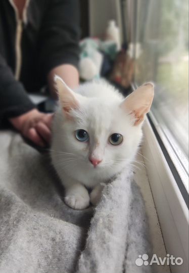 Кот Топаз