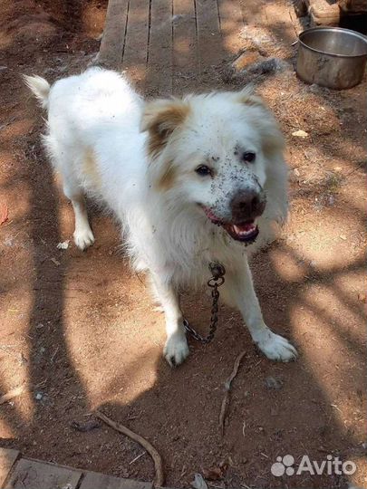 Молод, красив, умен