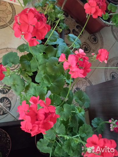 Герань пеларгония