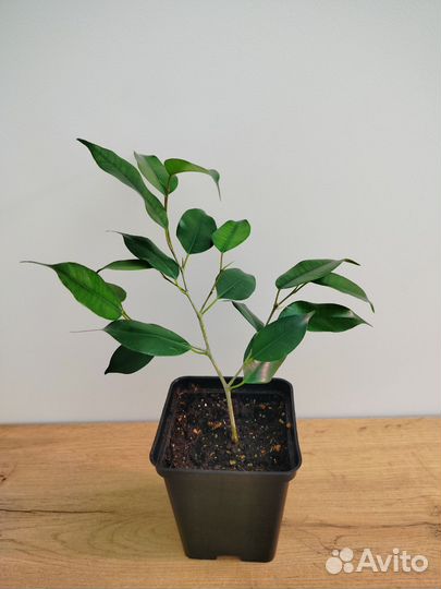 Фикусы бенджамина и эластик черенки