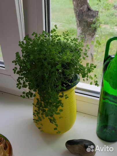 Солейролия