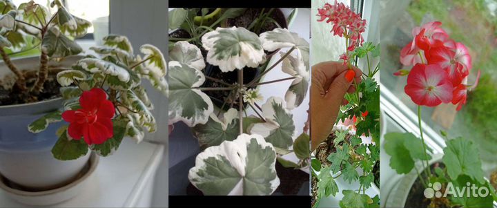 Комнатные цветы