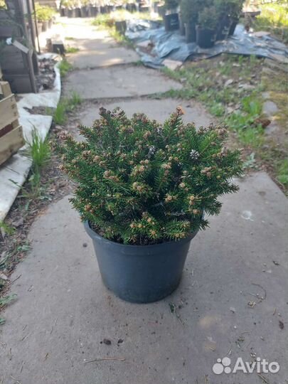 Picea abies Ohlendorffii С5 25см