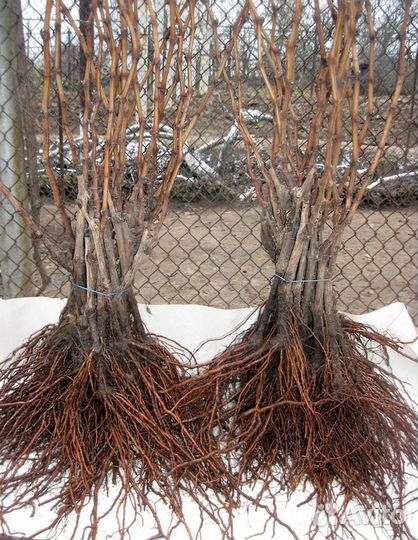 Виноград Аватар зкс саженцы