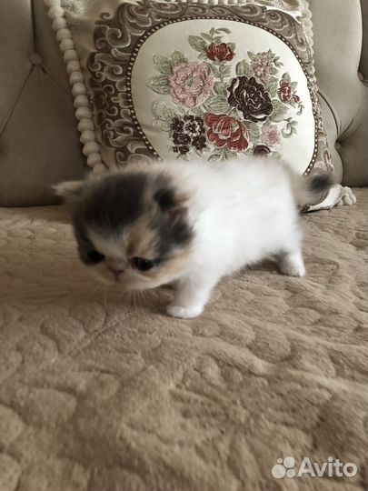 Персидские котята экзоты