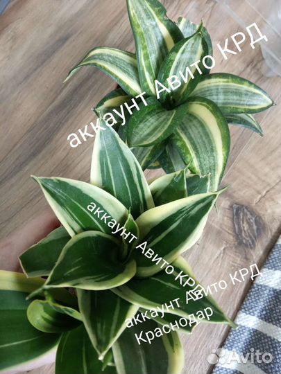 Сансевиерия Ханни Крео Вариегата Lucille Polan