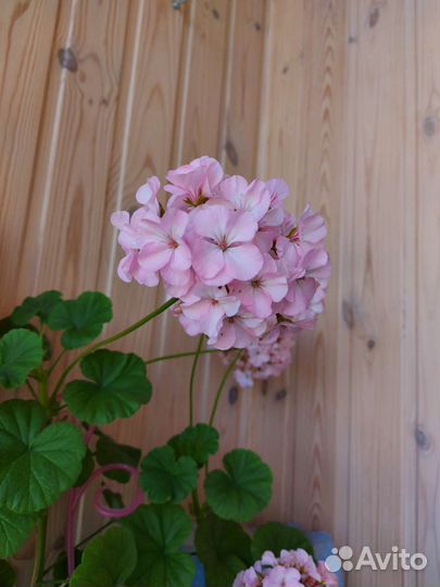 Пеларгония герань нежно-розового цвета черенки