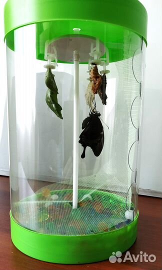 Бабочкарий fly fly/ Ферма для куколок