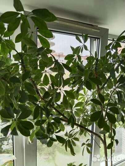 Комнатные цветы шефлера