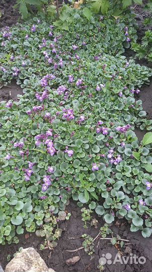 Колокольчик персиколистный белый