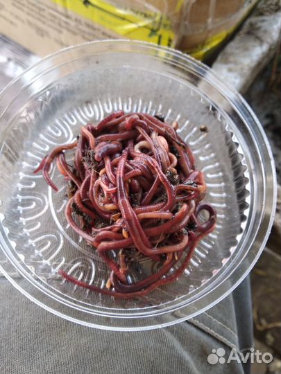 Черви для рыбалки