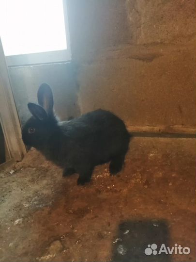 Кролики, Полтавское (Советское) серебро