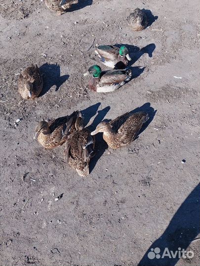Продам уток и селезней