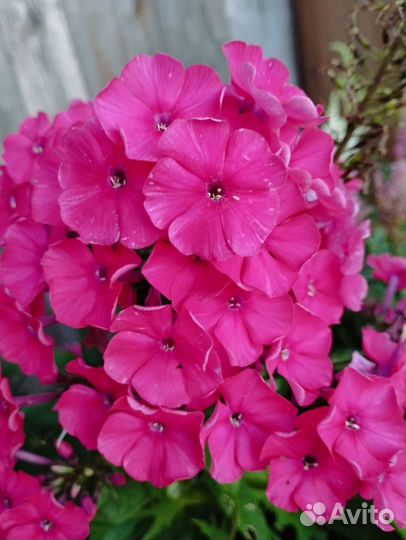 Флоксы сортовые Мещера