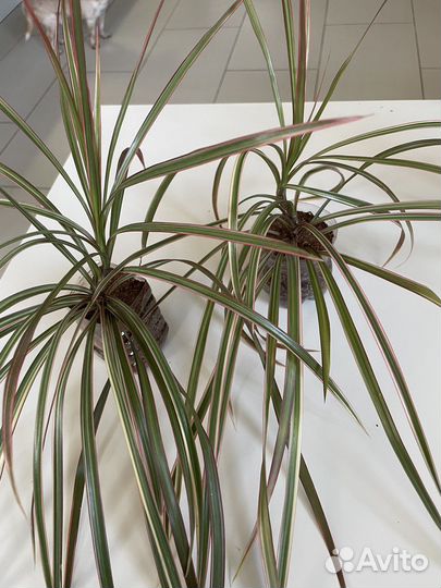 Хойя (восковой плющ) + драцена с розов. полосками