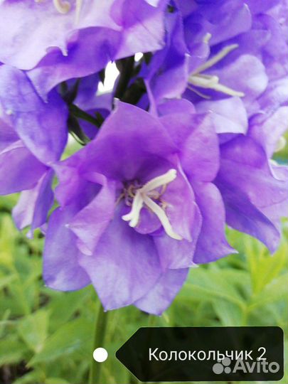 Флоксы метельчатые