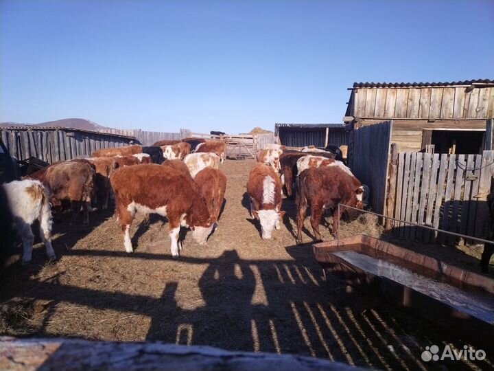 Продам Бычков не кастратов