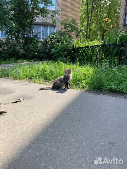 Котенок (мальчик ), на 2 Балашихе