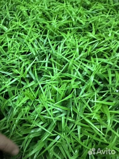 Самшитовый коврик