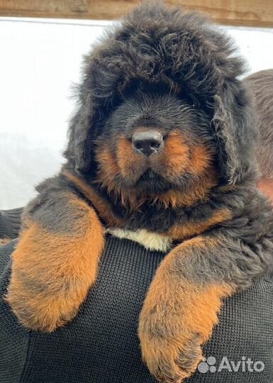 Тибетский мастиф кобель 1,5 мес