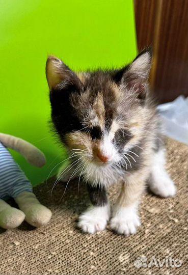 Малышка Киви,чудесный трехцветный котенок ищет дом