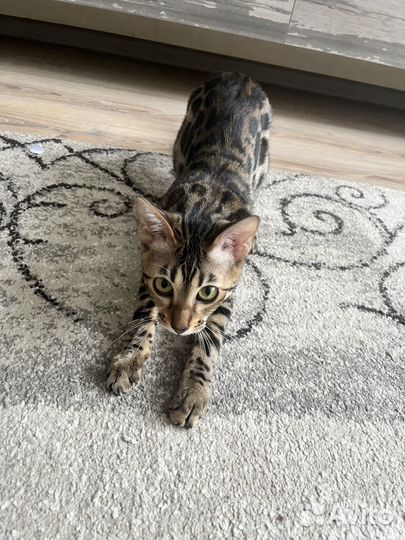 Бенгальская