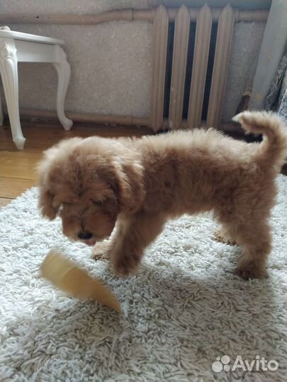 Щенки пуделя