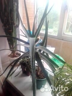 Комнатные растения цветы