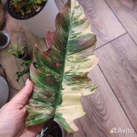 Филодендрон карамель марбл