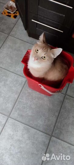 Отдам кота в добрые руки