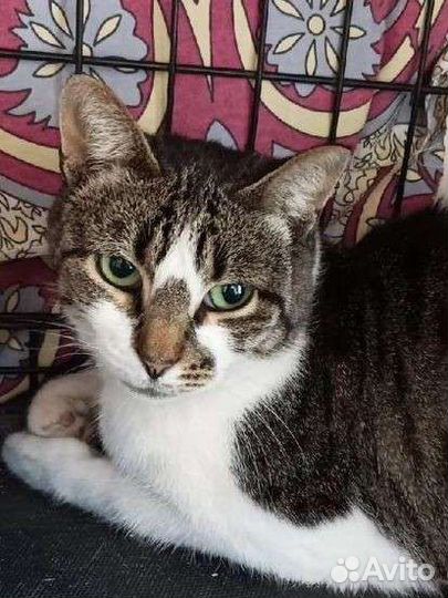 Кошка Кира, молодая, нежная