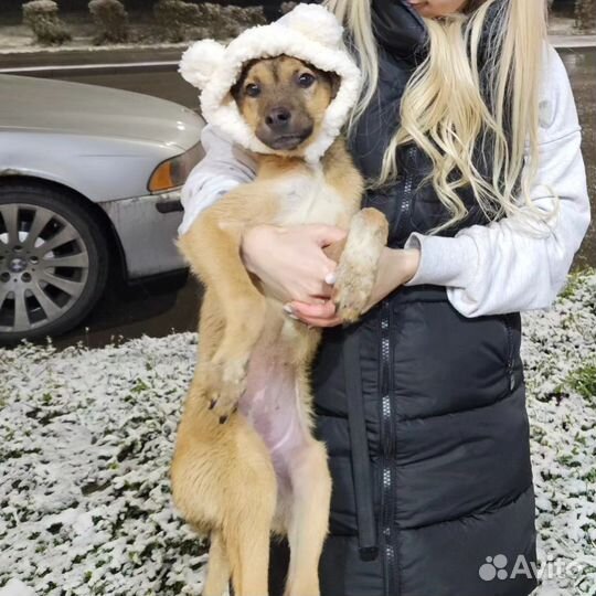 Щенок в добрые руки