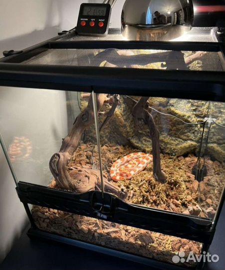 Змея Маисовый полоз с террариумом