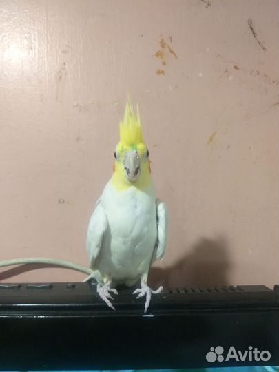 Попугаи Ручные