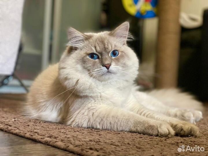 Невский маскарадный кот вязка