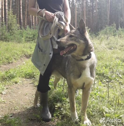 Собака бесплатно