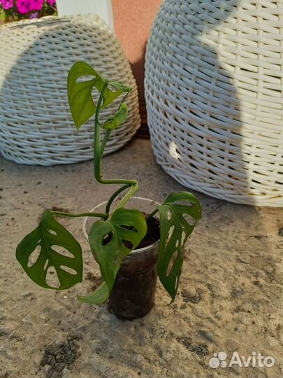 Монстера манки