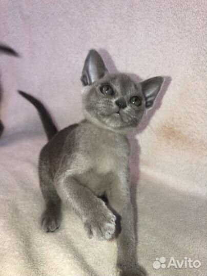 Бурманские котята