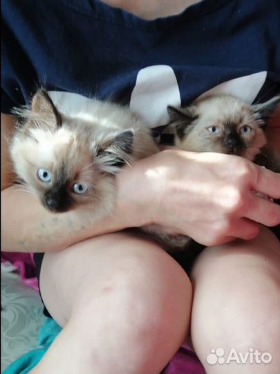 Сиамские котята бесплатно