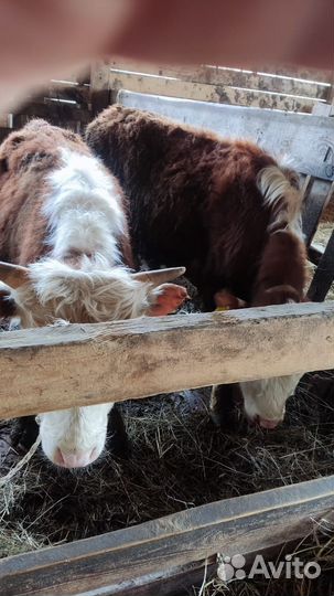 Быки и телки