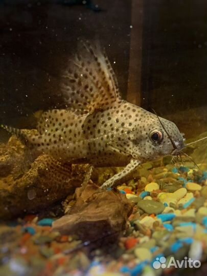 Сом синодонтис