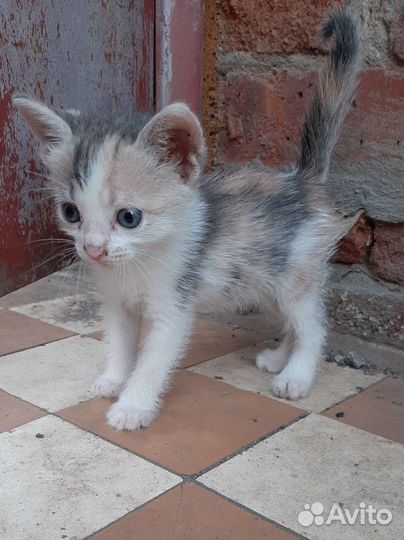 Котенок девочка