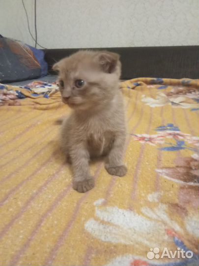 Шотландская