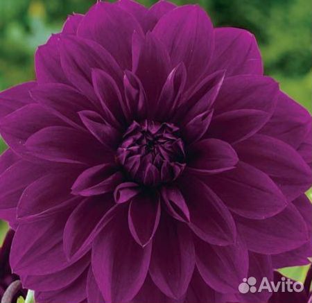 Георгины клубни