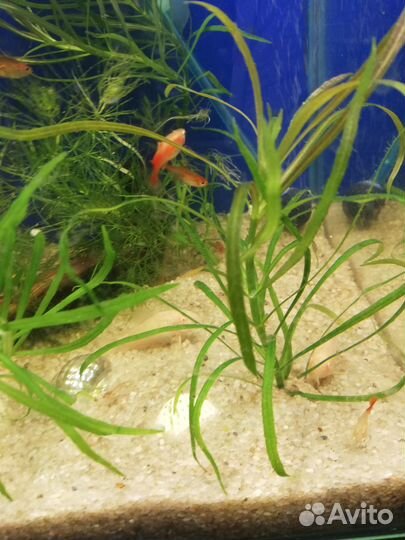 Водоросли для аквариума
